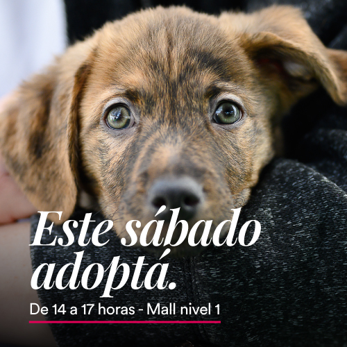 Adopciones en Portones