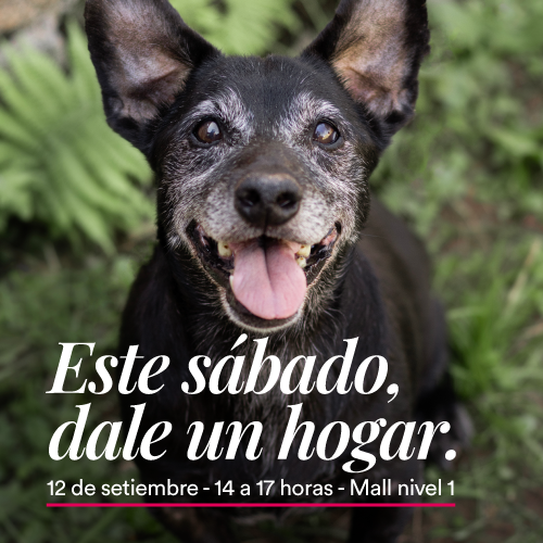 Adopciones en Portones